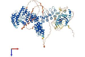 AlphaFold protein structure predicition of Human Recombinant TNKS Protein, UniprotID O95271