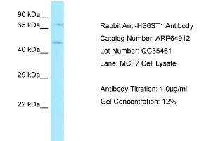 Western Blotting (WB) image for anti-Heparan Sulfate 6-O-Sulfotransferase 1 (HS6ST1) (C-Term) antibody (ABIN2789994)