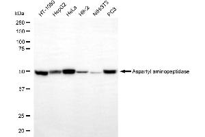 anti-Aspartyl Aminopeptidase (DNPEP) antibody