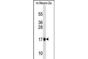 Mouse Rpl13a Antibody (N-term) (ABIN1539263 and ABIN2838309) western blot analysis in mouse Neuro-2a cell line lysates (35 μg/lane). (RPL13A anticorps  (N-Term))
