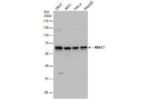 WB Image HDAC1 antibody detects HDAC1 protein by western blot analysis.