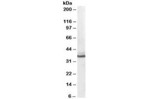 Western blot testing of human liver lysate with AKR1C4 antibody at 0. (AKR1C4 anticorps)