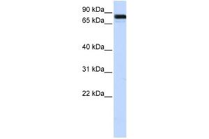 WB Suggested Anti-EWSR1 Antibody Titration:  0.