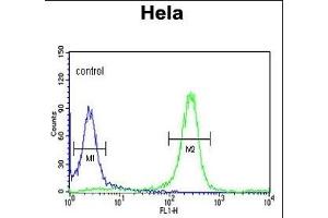 FYN Antibody (N-term) (ABIN652383 and ABIN2841851) flow cytometric analysis of Hela cells (right histogram) compared to a negative control cell (left histogram). (FYN anticorps  (N-Term))