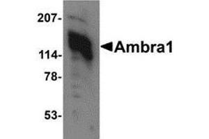 Western blot analysis of Ambra1 in 3T3 cell lysate with AP30047PU-N Ambra1 antibody at 1 μg/ml. (AMBRA1 anticorps  (C-Term))