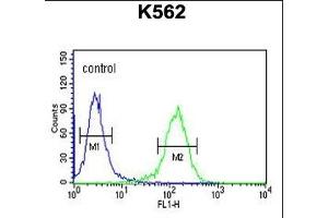 RCO Antibody (N-term) ABIN653847 flow cytometric analysis of K562 cells (right histogram) compared to a negative control cell (left histogram). (MARCO anticorps  (AA 13-40))
