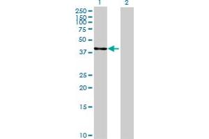 Western Blot analysis of NDRG2 expression in transfected 293T cell line by NDRG2 MaxPab polyclonal antibody. (NDRG2 anticorps  (AA 1-360))