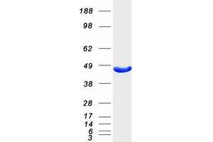 Validation with Western Blot