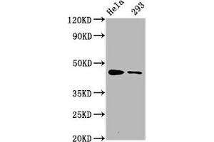 Western Blot Positive WB detected in Hela whole cell lysate,293 whole cell lysate All lanes Phospho-CREB1 antibody at 1. (Recombinant CREB1 anticorps  (pSer133))