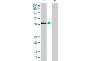 Western Blot analysis of POU3F4 expression in transfected 293T cell line ( H00005456-T01 ) by POU3F4 MaxPab polyclonal antibody.