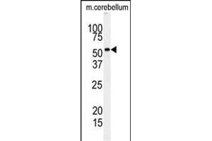Western blot analysis of RIP3 (RIPK3) Antibody (Center) (ABIN391273 and ABIN2841323) in mouse cerebellum tissue lysates (35 μg/lane).