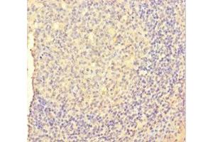 Immunohistochemistry of paraffin-embedded human tonsil tissue using ABIN7158866 at dilution of 1:100 (M-CSF/CSF1 anticorps  (AA 33-554))