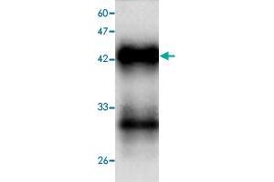 Western blot analysis in HAV VP1 recombinant protein with  Hepatitis A virus  VP1 monoclonal antibody, clone 54d64  at 1 : 1000 dilution. (HAV VP1 anticorps  (AA 7-143))