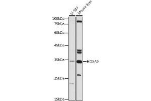 Western blot analysis of extracts of various cell lines, using HOX antibody (ABIN3015695, ABIN3015696, ABIN1680332 and ABIN6219047) at 1:500 dilution. (HOXA9 anticorps  (AA 1-190))