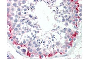 Anti-SLC30A9 / ZNT9 antibody IHC staining of human testis. (SLC30A9 anticorps  (AA 103-151))