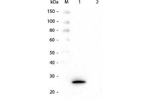 Western Blot of Mouse anti-GSTK1 Monoclonal Antibody. (GSTK1 anticorps  (GST tag))