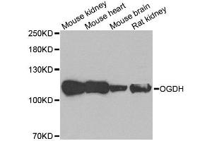 Western blot analysis of extracts of various tissues, using OGDH antibody. (alpha KGDHC anticorps)