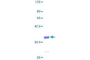 Image no. 1 for Guanine Nucleotide Binding Protein (G Protein), gamma 11 (GNG11) (AA 1-73) protein (GST tag) (ABIN1355381)