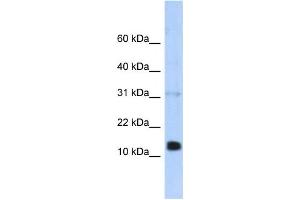 Western Blotting (WB) image for anti-Regenerating Islet-Derived 1 beta (REG1B) antibody (ABIN2458063) (REG1B anticorps)