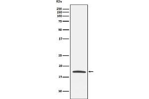 Western blot analysis of Claudin 4 expression in MCF7 cell lysate.