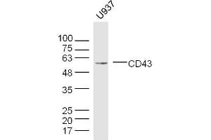 U937 cell lysates probed with CD43 Polyclonal Antibody, unconjugated  at 1:300 overnight at 4°C followed by a conjugated secondary antibody for 60 minutes at 37°C. (CD43 anticorps  (AA 101-200))