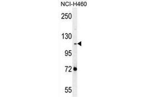 Western blot analysis in NCI-H460 cell line lysates (35ug/lane) using PCDHAC2 Antibody . (PCDHAC2 anticorps  (Middle Region))