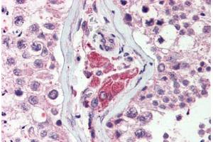 Anti-NEK9 antibody  ABIN1049094 IHC staining of human testis.