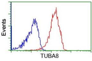 Image no. 3 for anti-Tubulin, alpha 8 (TUBA8) antibody (ABIN1501559)