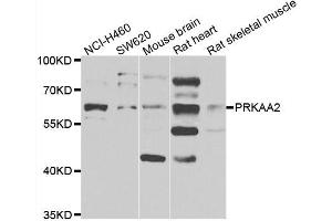 Western blot analysis of extracts of various cell lines, using PRKAA2 antibody. (PRKAA2 anticorps)