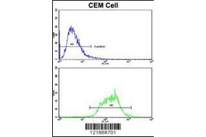 Flow cytometric analysis of CEM cells using ND5 Antibody (bottom histogram) compared to a negative control cell (top histogram).