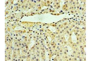 Immunohistochemistry of paraffin-embedded human adrenal gland tissue using ABIN7174370 at dilution of 1:100 (UCHL3 anticorps  (C-Term))