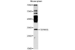Western blot analysis of extracts of mouse spleen, using TSPAN15 antibody (ABIN6291624) at 1:3000 dilution.