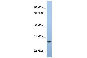 C15ORF24 antibody used at 1 ug/ml to detect target protein. (Emc7 anticorps  (Middle Region))