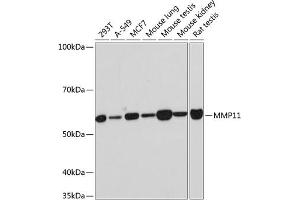 Western blot analysis of extracts of various cell lines, using MMP11 Rabbit mAb (ABIN7268416) at 1:1000 dilution. (MMP11 anticorps)