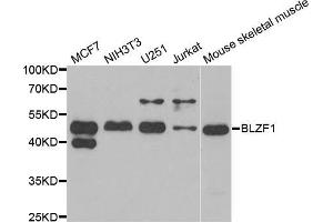 Western blot analysis of extracts of various cell lines, using BLZF1 antibody (ABIN5973830) at 1/1000 dilution. (BLZF1 anticorps)
