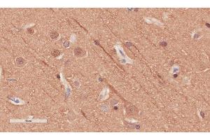 Immunohistochemical staining of human cerebral cortex tissue using anti-Alpha Tubulin antibody. (Recombinant alpha Tubulin anticorps)