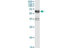 Immunoprecipitation of FSD1 transfected lysate using anti-FSD1 MaxPab rabbit polyclonal antibody and Protein A Magnetic Bead , and immunoblotted with FSD1 purified MaxPab mouse polyclonal antibody (B01P) .
