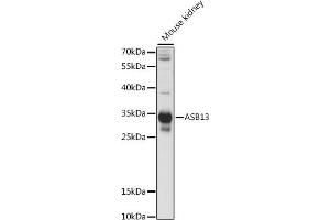 Western blot analysis of extracts of mouse kidney, using  antibody (ABIN7265606) at 1:1000 dilution. (ASB13 anticorps  (AA 179-278))