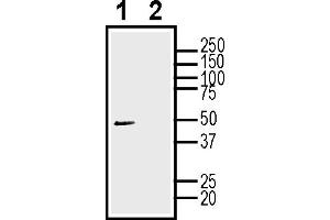 Western blot analysis of human SH-SY5Y neuroblastoma cell line lysate: 1.