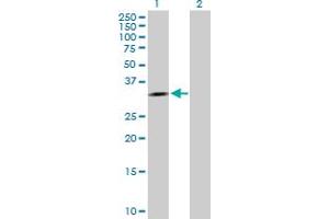 Western Blot analysis of APTX expression in transfected 293T cell line by APTX MaxPab polyclonal antibody. (Aprataxin anticorps  (AA 1-254))