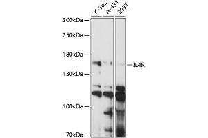 Western blot analysis of extracts of various cell lines, using IL4R antibody (ABIN7268001) at 1:1000 dilution. (IL4 Receptor anticorps  (AA 26-232))