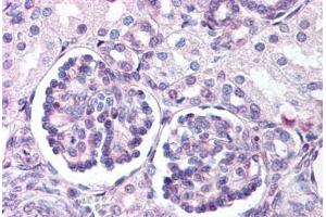 Anti-WNT9B antibody  ABIN1049489 IHC staining of human fetal kidney. (WNT9B anticorps  (Internal Region))