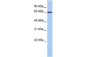 Western Blotting (WB) image for anti-Fibrinogen alpha Chain (FGA) antibody (ABIN2458607) (FGA anticorps)