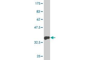 Western Blot detection against Immunogen (33.