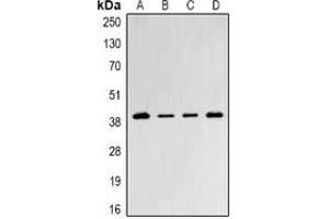 Western blot analysis of PSMD8 expression in Jurkat (A), SW480 (B), mouse testis (C), mouse thymus (D) whole cell lysates. (PSMD8 anticorps)