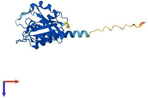 AlphaFold protein structure predicition of Mouse Recombinant Rab9b Protein, UniprotID Q8BHH2