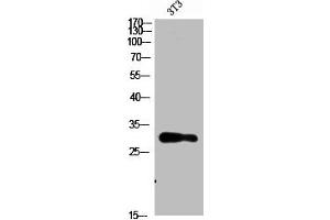 Western Blot analysis of 3T3 cells using Nanos Homologue 1 (NANOS1) Polyclonal Antibody diluted at 1:1500. (Nanos Homolog 1 anticorps  (AA 151-200))