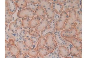 Detection of CD147 in Rat Kidney Tissue using Polyclonal Antibody to Cluster Of Differentiation 147 (CD147)