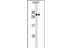 POMZP3 Antibody (N-term) (ABIN1538867 and ABIN2849911) western blot analysis in  cell line lysates (35 μg/lane). (POMZP3 anticorps  (N-Term))