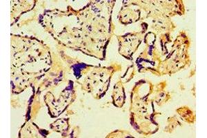 Immunohistochemistry of paraffin-embedded human placenta tissue using ABIN7158664 at dilution of 1:100
